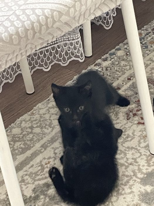 Отдам котят бесплатно