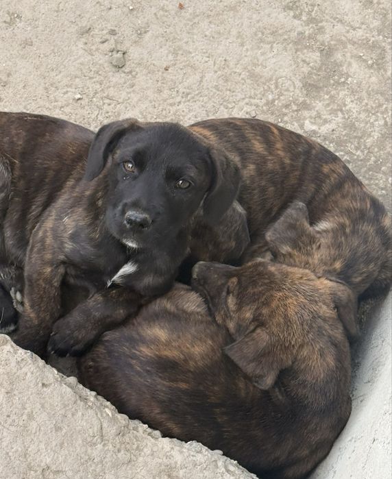 Donez căței, 3 luni si jumatate