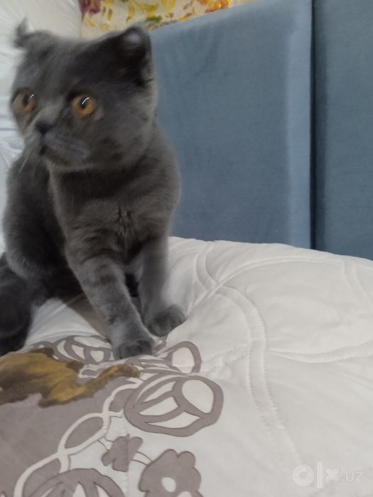 Котенок с гарантией