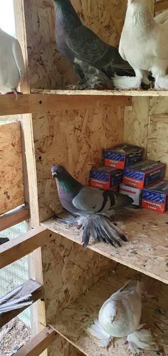 Голуби бойные игровые