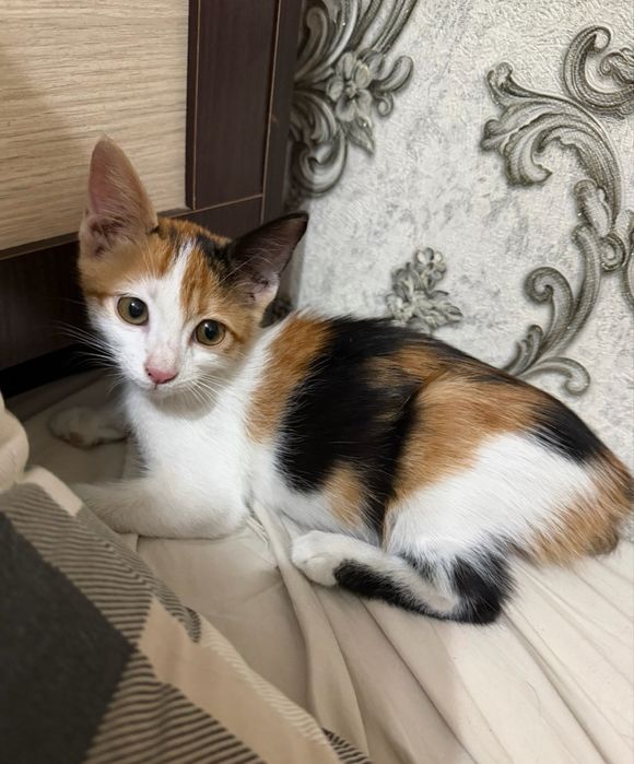 Котенок в добрые руки