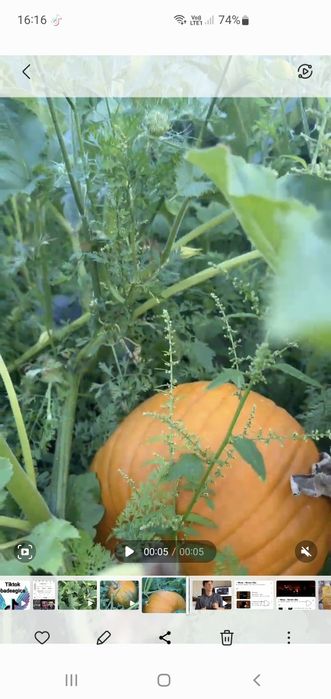 Prospețime din grădină – dovleci doar 2 lei/kg! 
Perfecți pentru