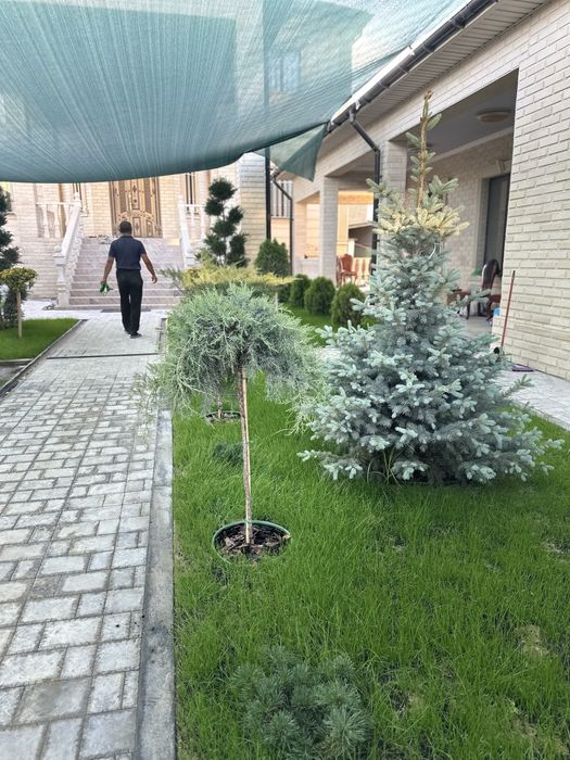 Автополив-газон, газон, посадка дерево, елки