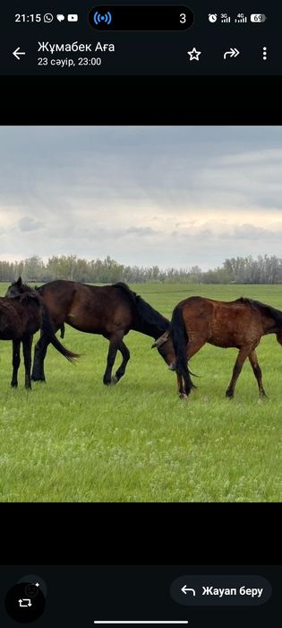 Құнан таза кушум