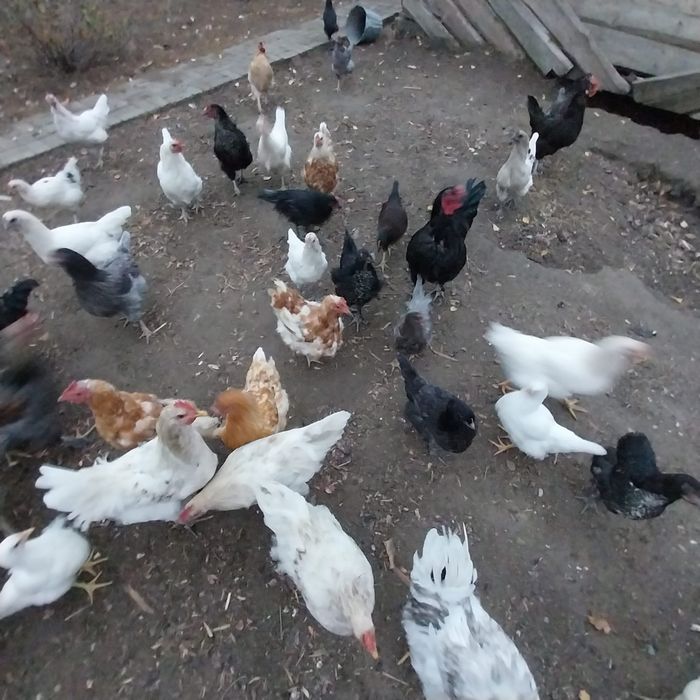 Продам молодых домашних кур.