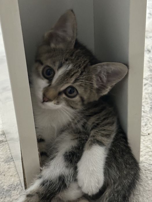 Котенок Руби.