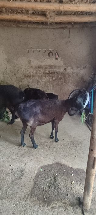 ona bola va boğoz qoy sotiladi