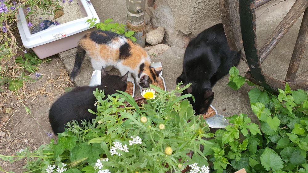 Pisică tânără pentru curte – Brăila (NU apartament)