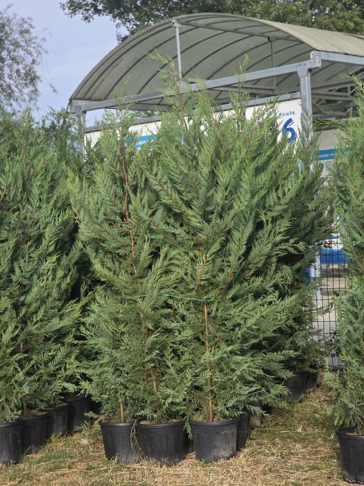 Leylandii Mestecan Tei Platani Photinia Red Robin laur englezesc