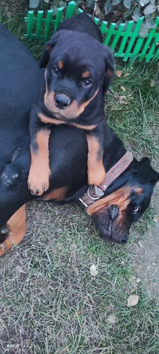 Щенок ротвейлера