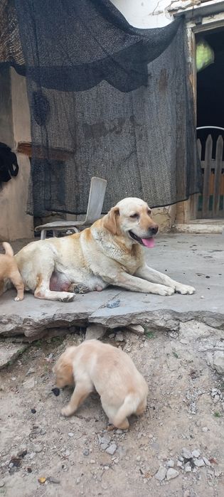 Продаётся ЛАБРАДОР