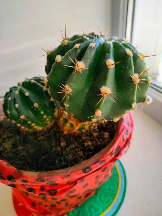 Комнатный цветок Кактус