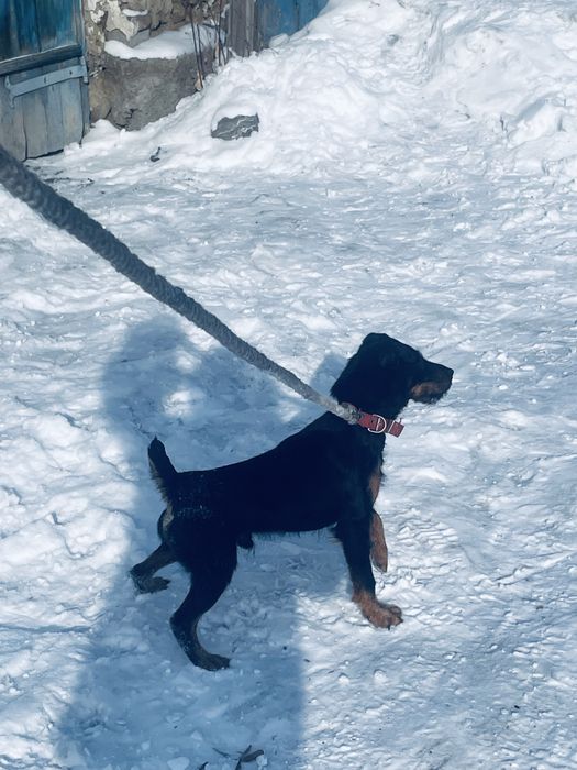 Ештеке бермим ……………