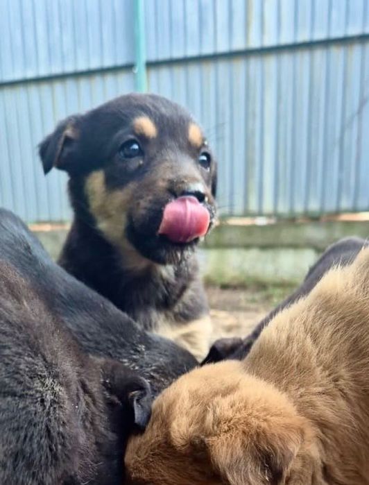 Отдам в добрые руки