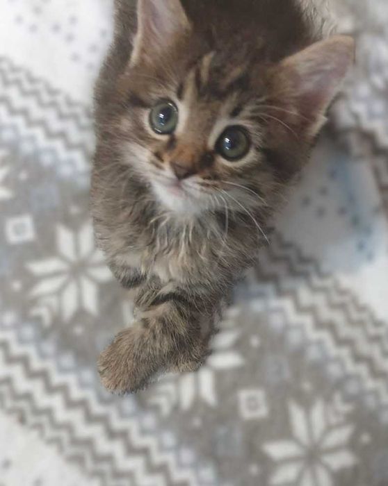 отдам котенка в добрые руки