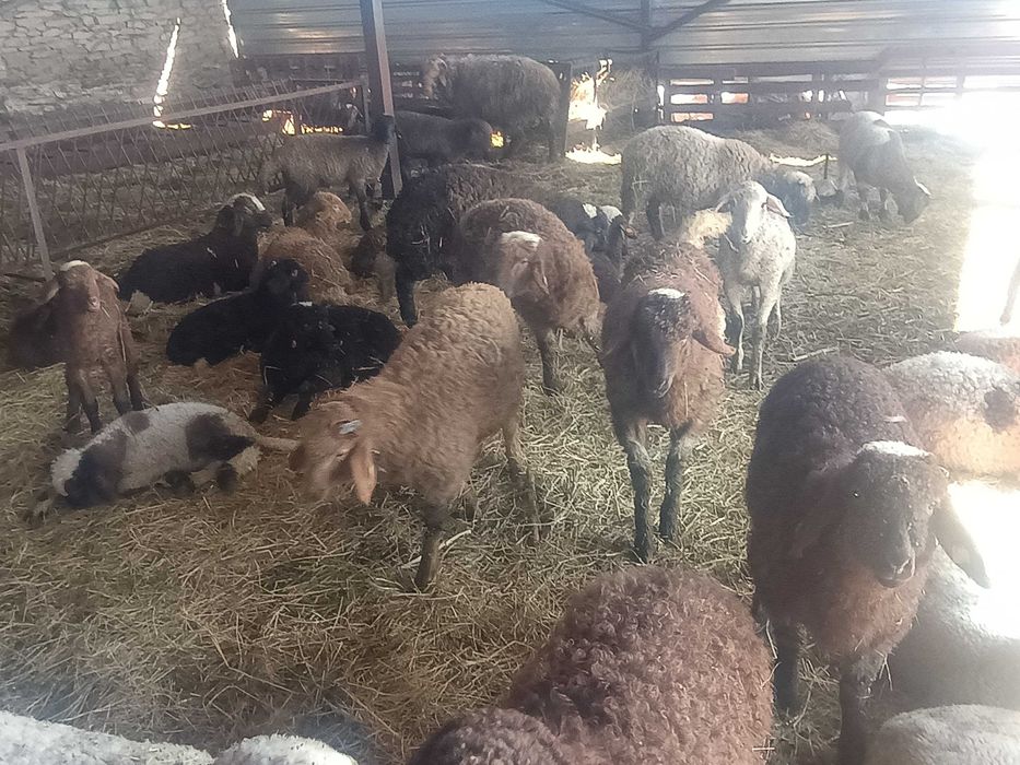 Агнета 20- 30 килограма