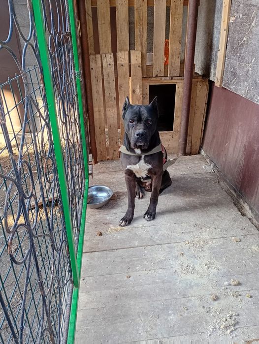 Продам Кане Корсо кабель