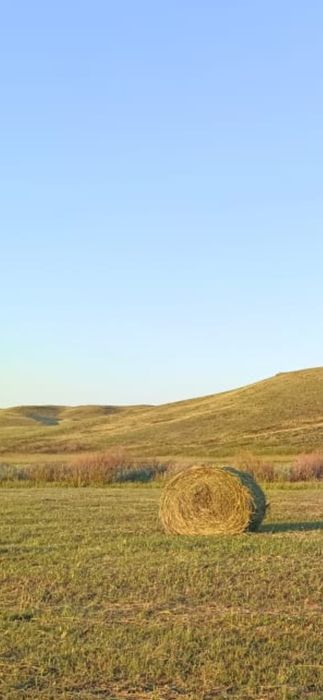 Продаю сено первый кос