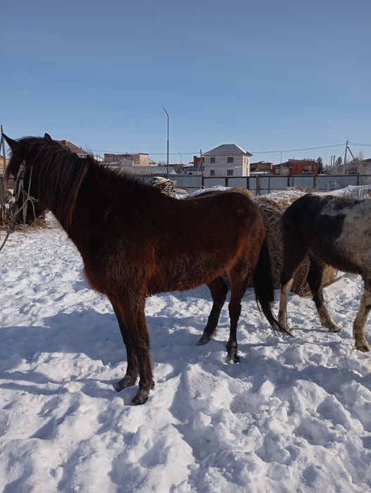 Продам жеребчика 3х летка