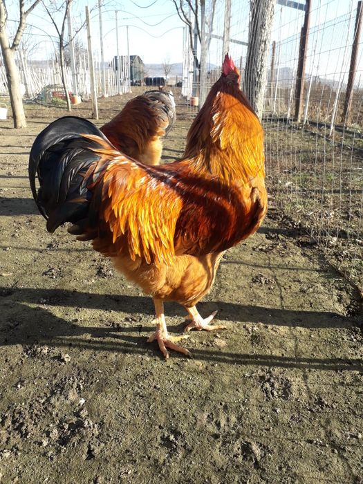 Vând ouă de găină pentru incubație rasa NEW    HAMSHIRE