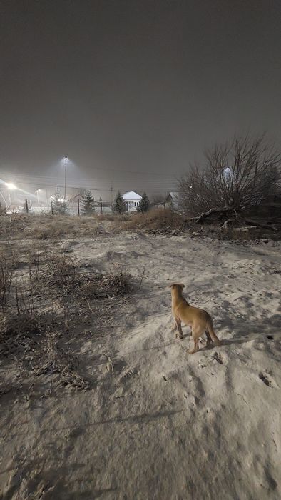 Не видели его порода тазы