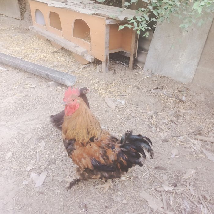 Продается петух породы брама
