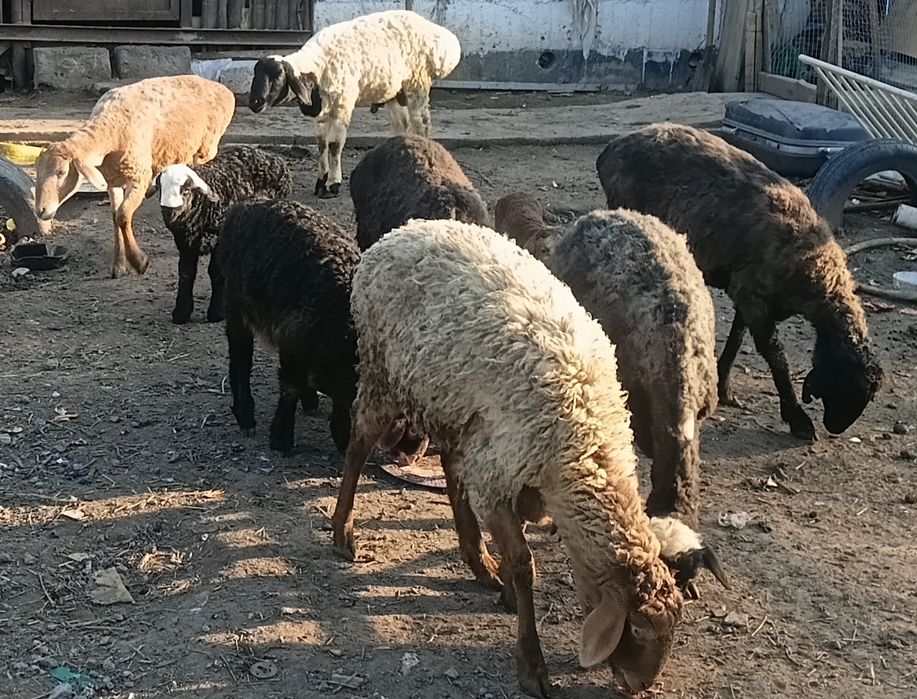 Продам баран. Кой сатылады.