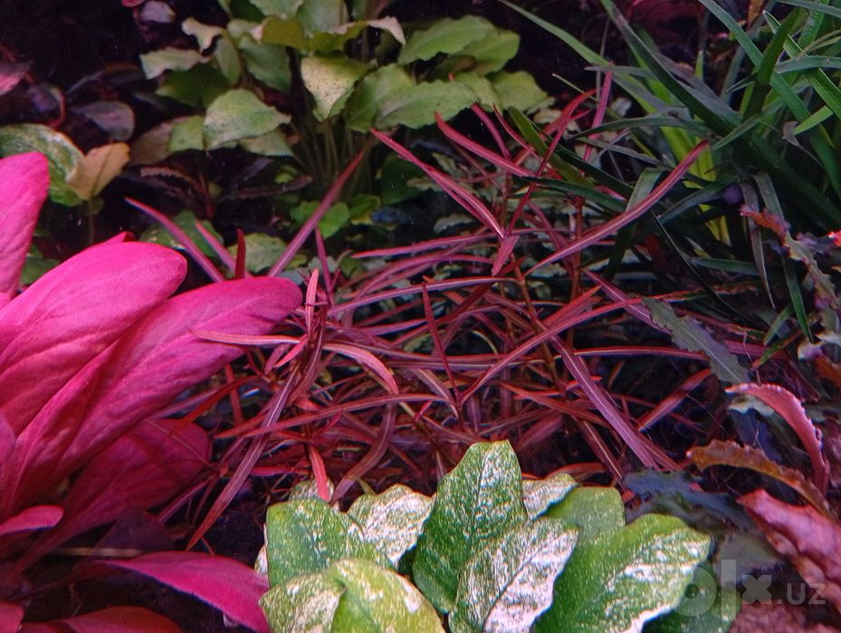 Гигрофила арагвайа (Hygrophila sp. Araguaia.) — аквариумное растение.