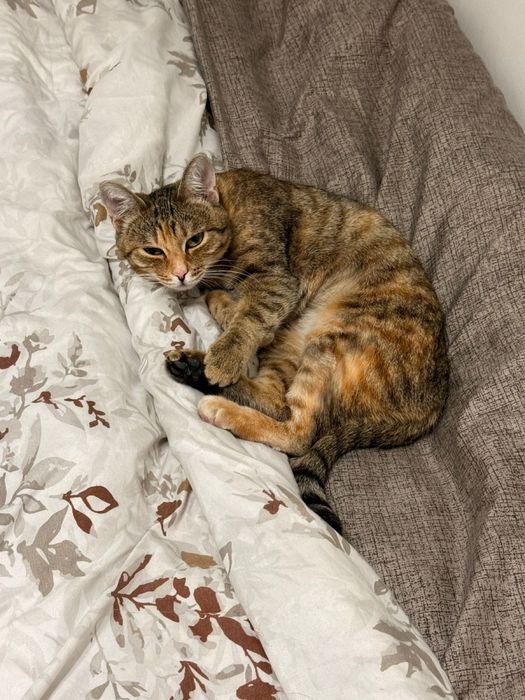 Отдадим в хорошие руки