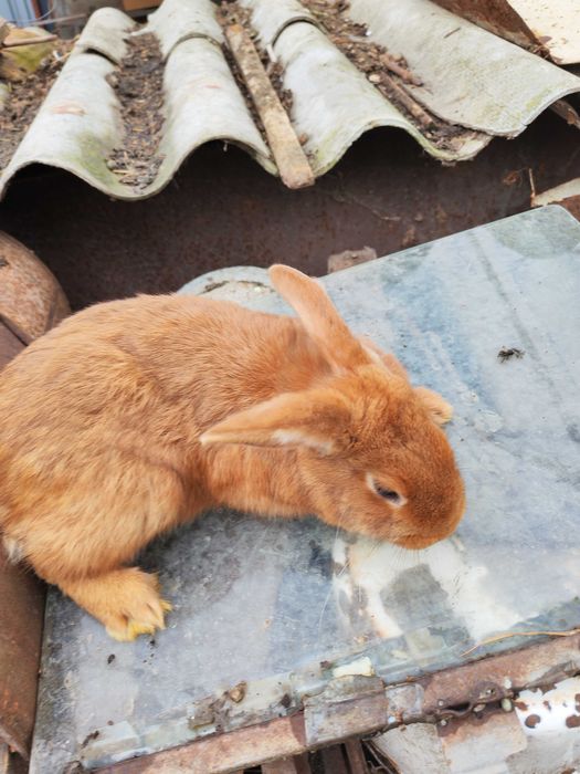 Продавам бургундски зайци
