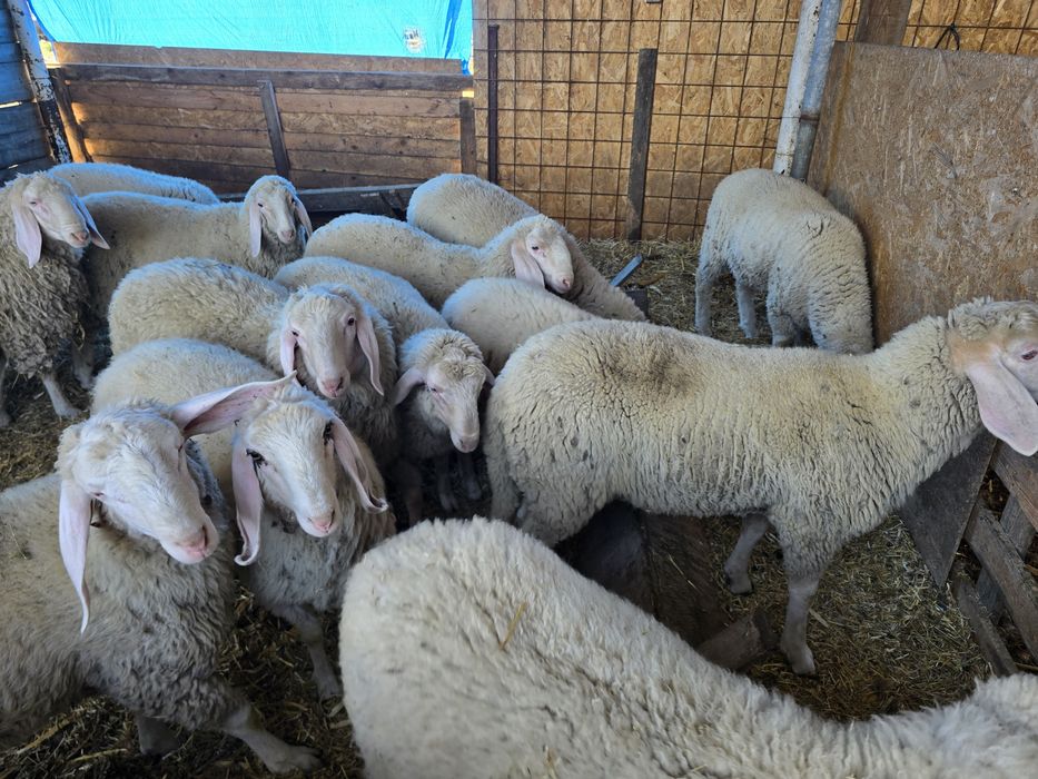 Mielute si berbecuti bergamasca