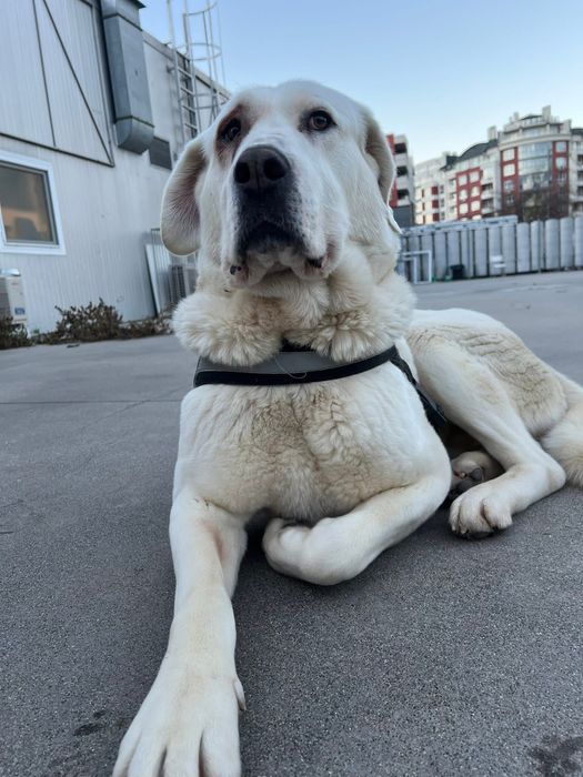 Мила търси своя дом