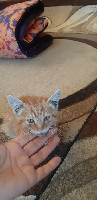 Ласковые,добрые игривые котята