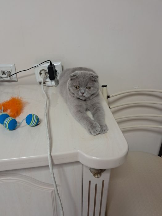 Шотланский скотиш фолд