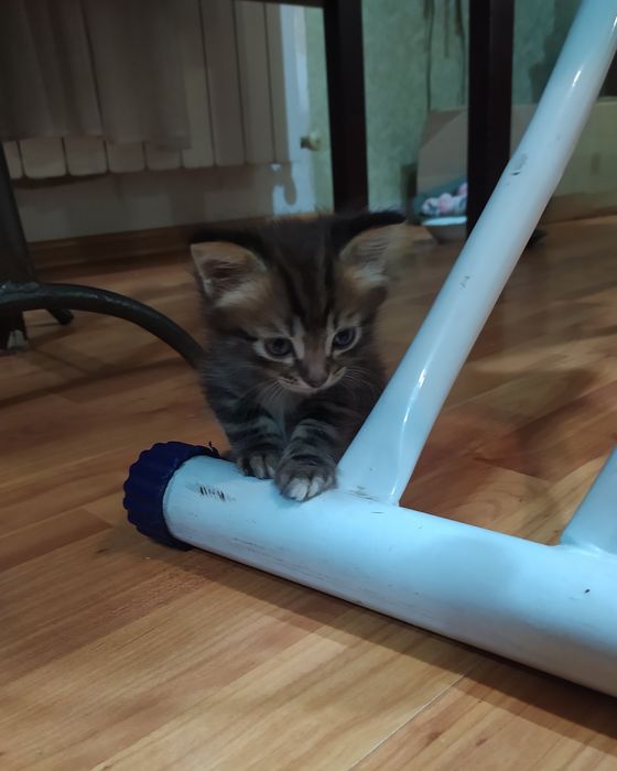 Отдам котят в хорошие руки