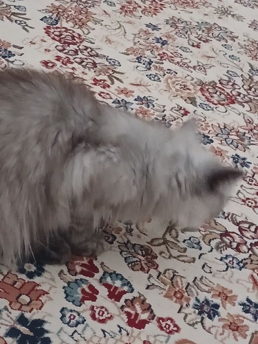 Кошка  8 месяцев