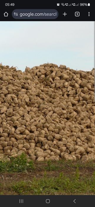 Vând sfeclă 60 tone