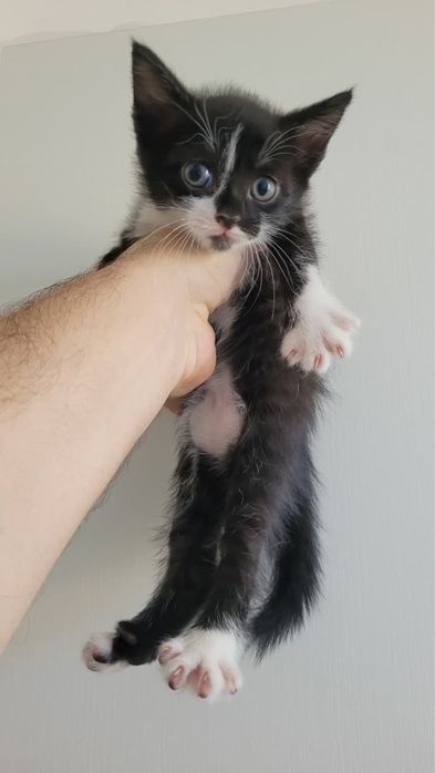 Кошка 3 месяц капризный