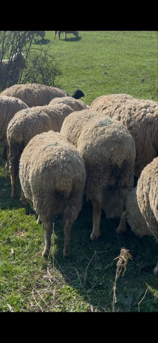 Қозылы қой сатылады 400 бас