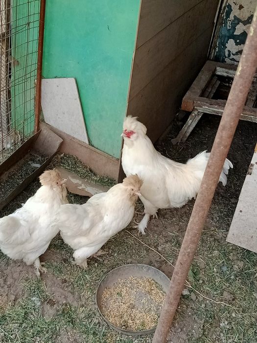 Продам цыплят карликовый