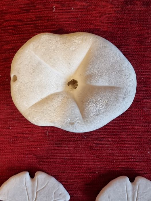 Scoici si Dolari de nisip(Arrowhead ), Sea Biscuit Puffy specimen de c