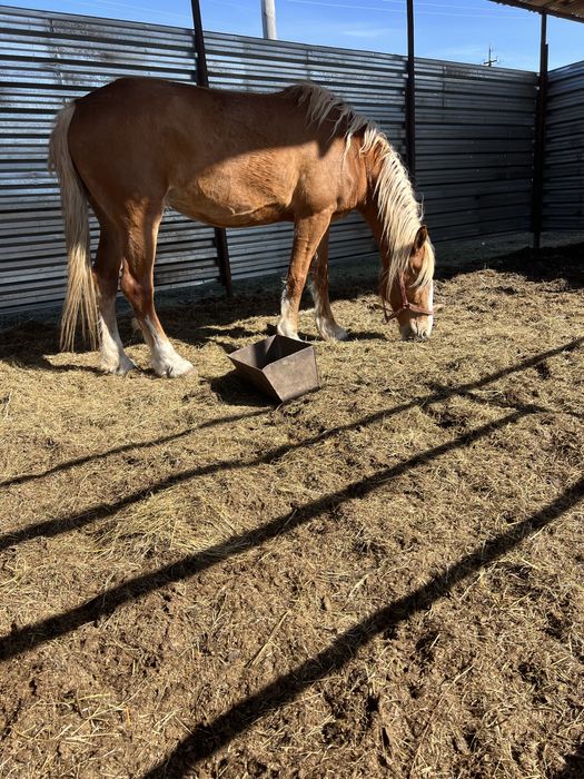 Продам кобылу лошадб