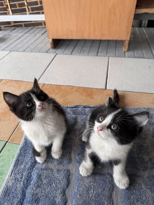 Котята бесплатно