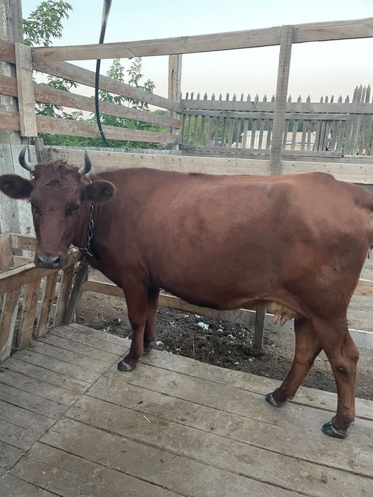 Продам Корову 2 раза телилась