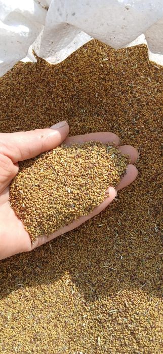 Sămânță de lucernă