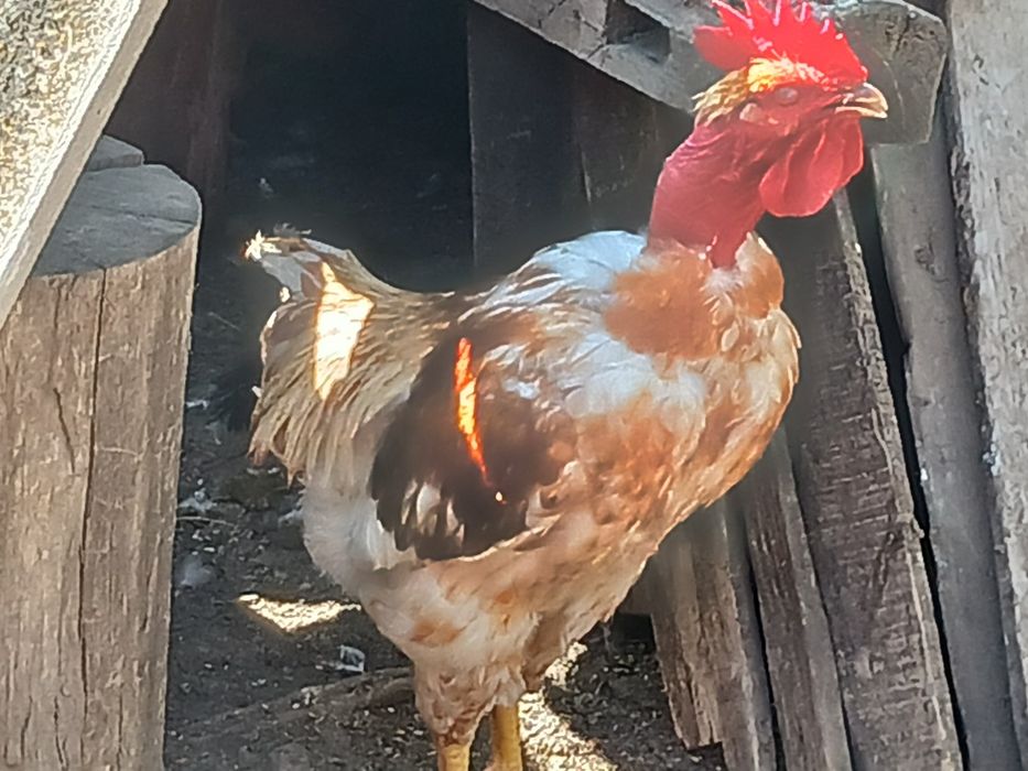 Cocosi  de  curte