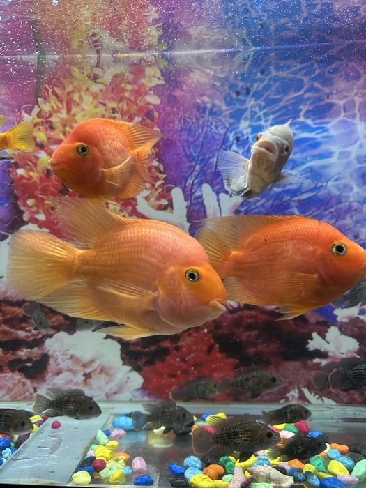 Qizil papugay akvariumni baliq kattaligi 20 /25 sm