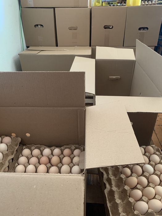 Инкубационные яйца Арбор Айкрес