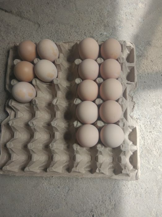 brama tovuq . VA tuxumlari sotiladi