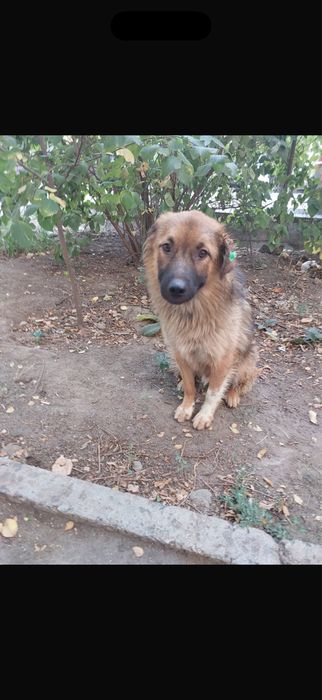 Собаку в добрые руки